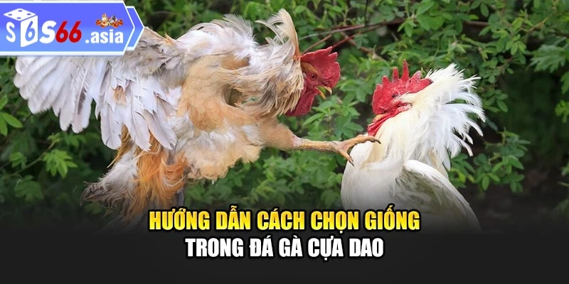 Bí quyết soi kèo cược đá gà cựa dao từ cao thủ